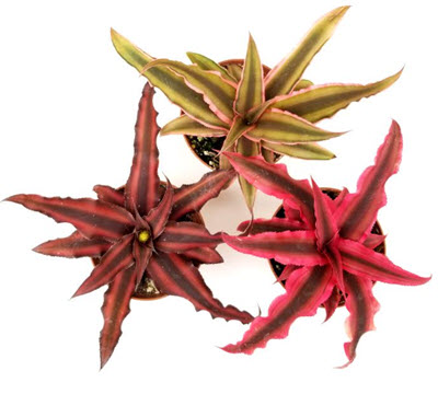 Cryptanthus Assortment